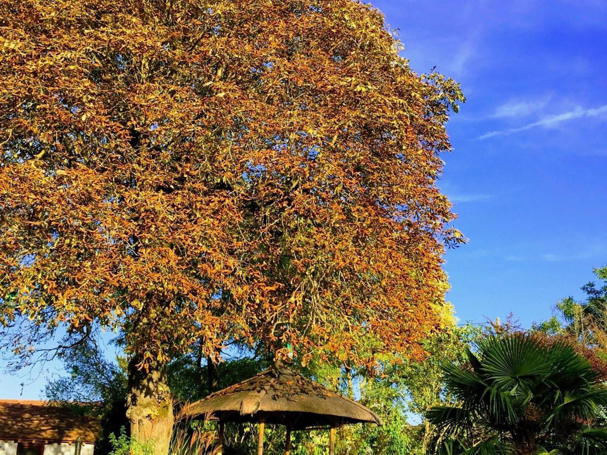 Charme Au Coeur Des Chateaux De La Loire Avec Wifi - Fr-1-590-305 Bed & Breakfast Tavers Екстериор снимка